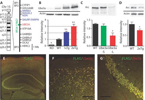 Increased Gene Dosage Of Ube3a Results In Autism Traits And Decreased