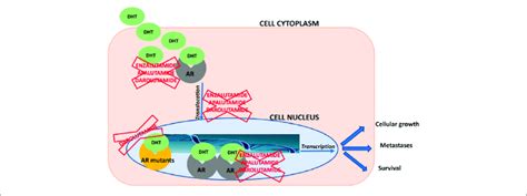 | Schematic overview about mechanisms of action of enzalutamide ...