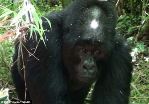 Crowning glory: World's only bald gorilla is still king of the jungle ...