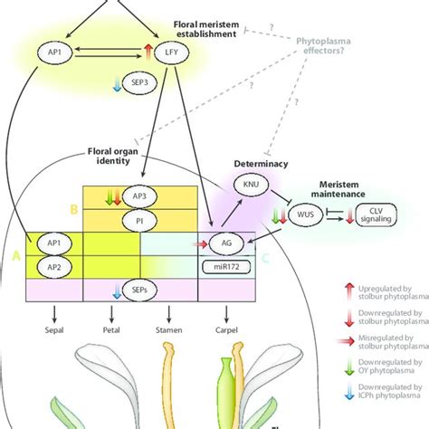 Pdf Diverse Targets Of Phytoplasma Effectors From Plant Development