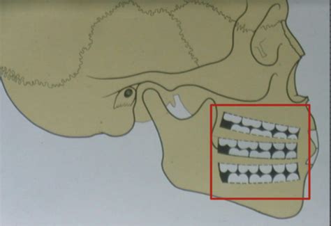 Determinants Of Occlusal Morphology I Flashcards Quizlet