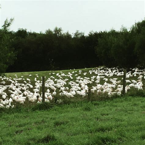 West Country Free Range Farmers West County Free Range Farmers