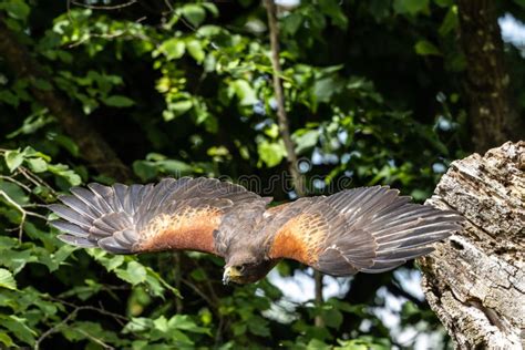 Harriss Hawk Parabuteo Unicinctus Baywinged Hawk O Dusky Hawk Imagen De