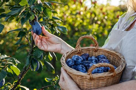 The Essential Harvest Equipment for Your Garden - Minneopa Orchards