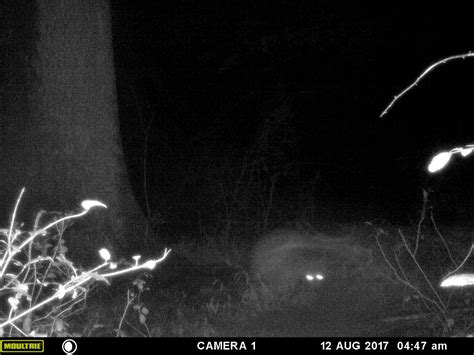 The traffic cam pa footage that captured a rare wildlife sighting 6