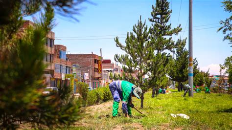 Municipalidad De San Rom N Realiza Una Campa A De Arborizaci N En La