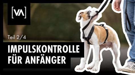 Impulskontrolle Beim Hund F R Anf Nger Trainingspl Ne Zum