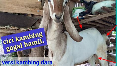 Ciri Kambing Gagal Hamil Ini Kambing Dara Yg Bulan Yg Lalu Saya