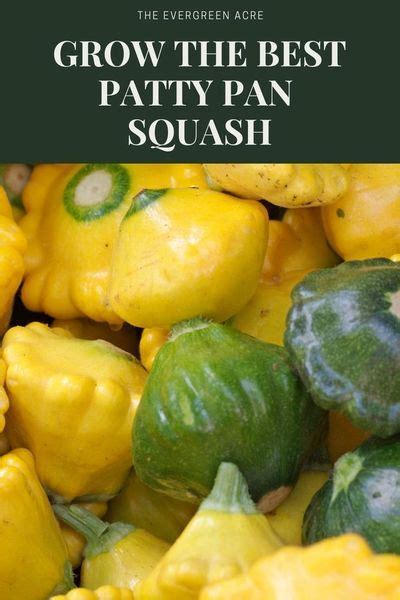 Yellow And Green Peppers With The Words Grow The Best Patty Pan Squash