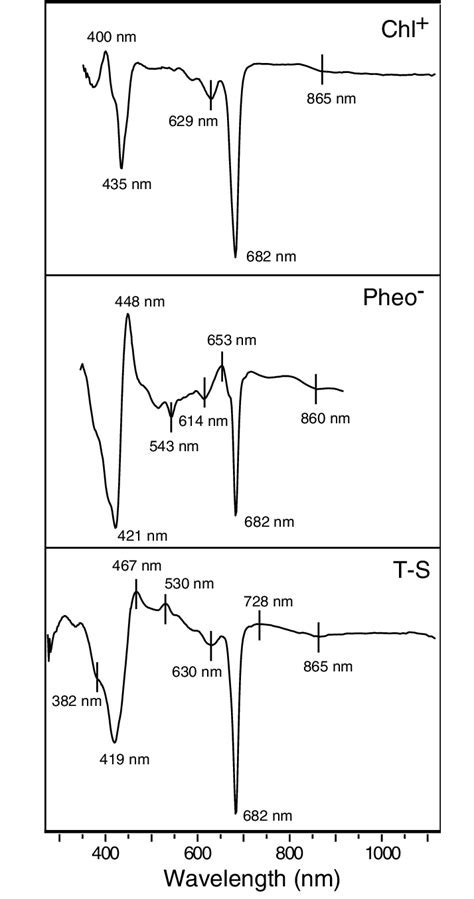 Room Temperature Single Flash Detected Absorbance Difference Spectra Of