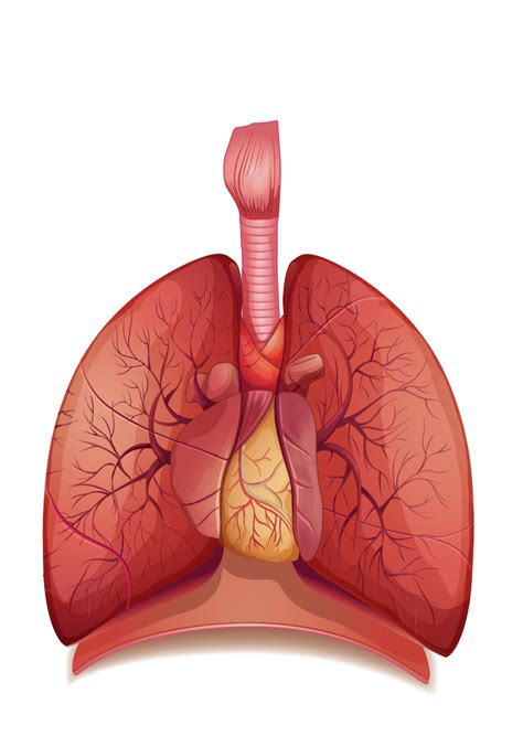 Free Lungs Png Transparent Images Download Free Lungs Png Transparent