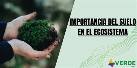 Cuales Son Los Componentes Básicos De Un Ecosistema Colombia Verde