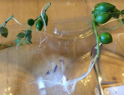 3 Ways To Propagate String Of Pearls And String Of Bananas Succulent Plant Care