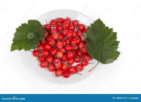 Frutos Cosechados De Espina Dorsal Y Hojas De Espina Dorsal Sobre Plato