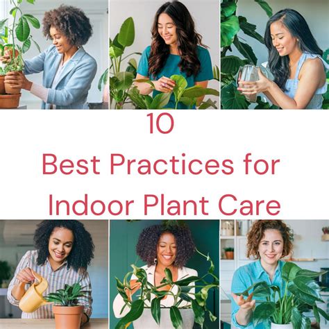 10 Best Practices For Indoor Plant Care: Essential Tips For Thriving ...