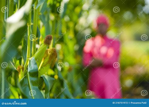 Indian Farmer At Green Corn Field Stock Photo Image Of Grow