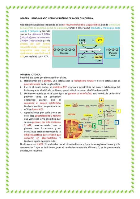 Digesti N Y Metabolismo Zarai Zamata Udocz