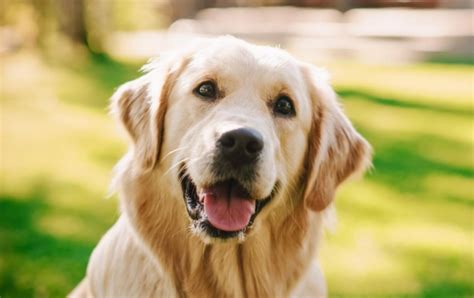 Los Perros Saben Distinguir A Las Personas Malas Dicho Por Expertos