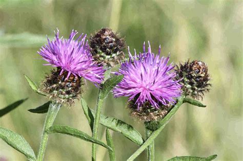 Centaurea Nigra Lesser Knapweed Awesome Blossom Plants