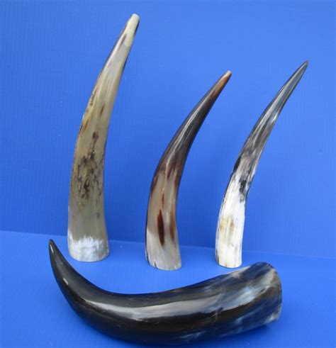 4 Polished Water Buffalo Horns For Horn Crafts 12 3 4 To 14 3 4 Inches