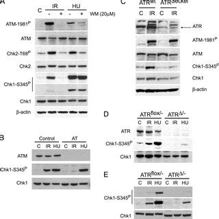 Analysis Of Rpa And Atr Localization In Response To Dna Damage A Atr