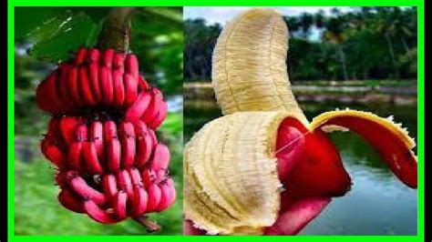 Plátano Rojo Beneficios Y Propiedades Del Plátano Banana Roja Musa Acuminata Youtube