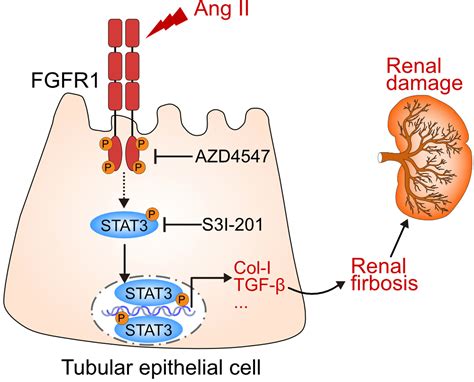 Ang Ii Angiotensin Iiinduced Fgfr1 Fibroblast Growth Factor