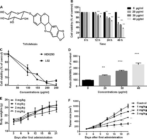 Figure From Anti Proliferation Effects Of Trifolirhizin On Mkn