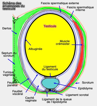 Dm En Svt L Organisation Des Testicules Re Svt