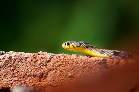 Black and Yellow Snake on Brown Rock · Free Stock Photo