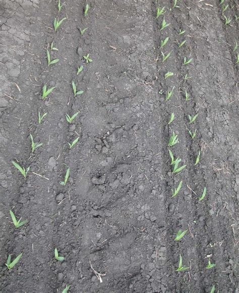 Corn Yield Potential And Row Spacing Titan Pro