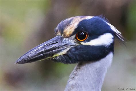 Birding Is Fun!: Birds Eye View