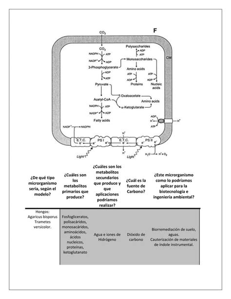 Metabolismo Microbiano PDF