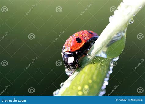 Ladybug In Spring With Dew Drops Stock Image Image Of Background