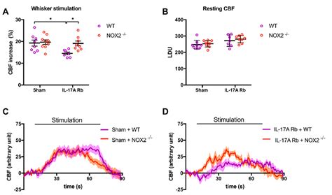 Nox2 Deletion Prevents Il 17a Induced Neurovascular Coupling