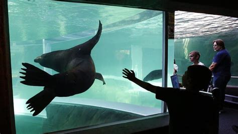 Columbus Zoo Officially Opens Adventure Cove Underwater Sea Lion Tunnel