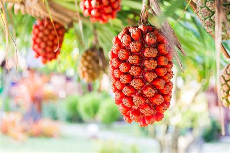 Hala Fruit cos è e dove mangiarlo IL MONDO