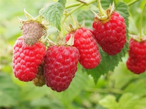 Вопросы и ответы о Малина Бригантина – OZON (1561054574)