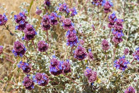 How to Plant and Grow Purple Sage | Gardener’s Path