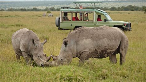 5 Best Places See Rhinos In Kenya Kenya Wild Parks