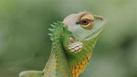 beautiful close chameleon looking camera front Stock Footage Video (100 ...