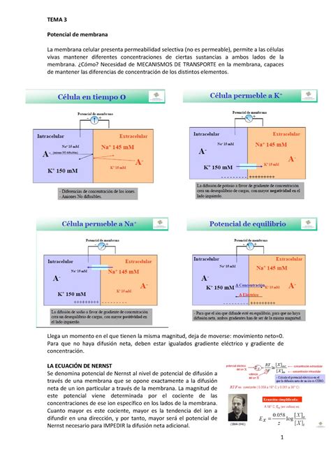 3 Potencial DE Membrana Warning TT Undefined Function 32 TEMA 3