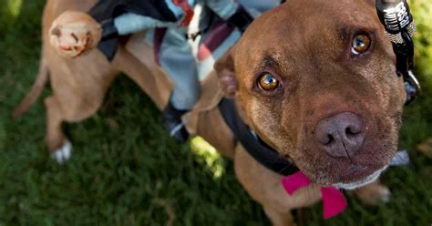 The Myths And Misconceptions Surrounding Pit Bulls Opinion