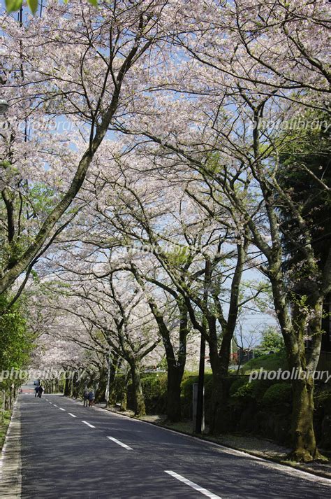 伊豆高原の桜のトンネル 写真素材 477546 フォトライブラリー Photolibrary