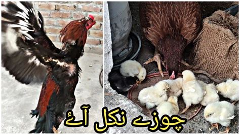 Choozay Nikal Aye 😍aseel Chicks Hatched Hen Hatching Eggs Hen