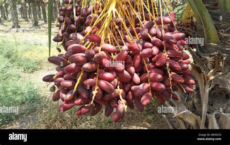 Large Palm Tree Dates On Hi Res Stock Photography And Images Alamy