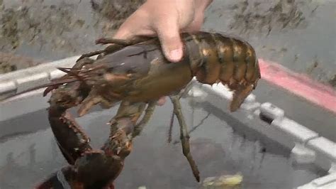 lobster | Definition, Habitat, Diet, Species, & Facts | Britannica