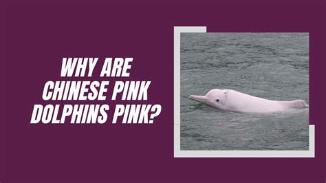 Why Are Chinese Pink Dolphins Pink? Surprising Reason! | DolphinXpert