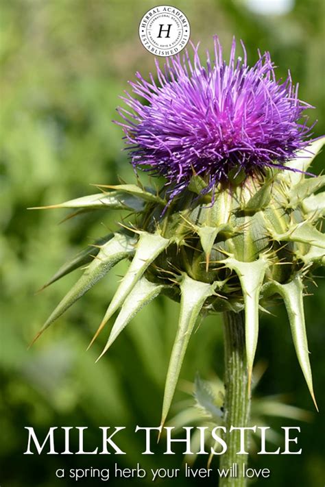 Milk Thistle A Spring Herb Your Liver Will Love