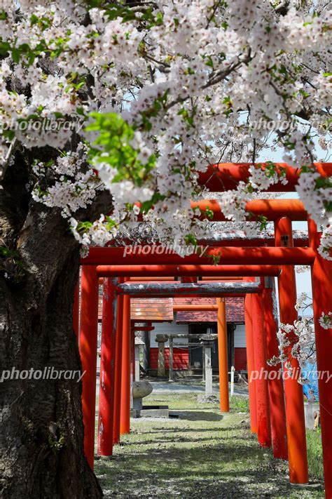 豊作稲荷神社の桜白水川堤防桜並木 写真素材 5661892 フォトライブラリー Photolibrary